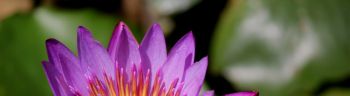 purple lotus flower water lily