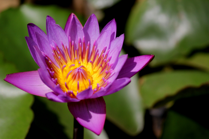 purple lotus flower water lily