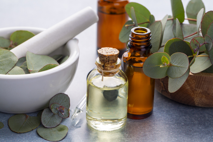 Eucalyptus leaves and essential oil